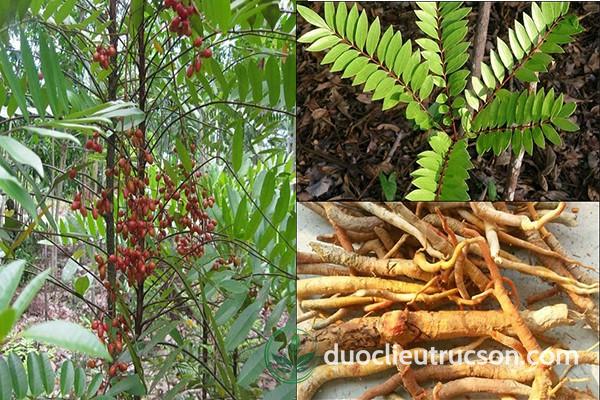 công dụng cây bá bệnh