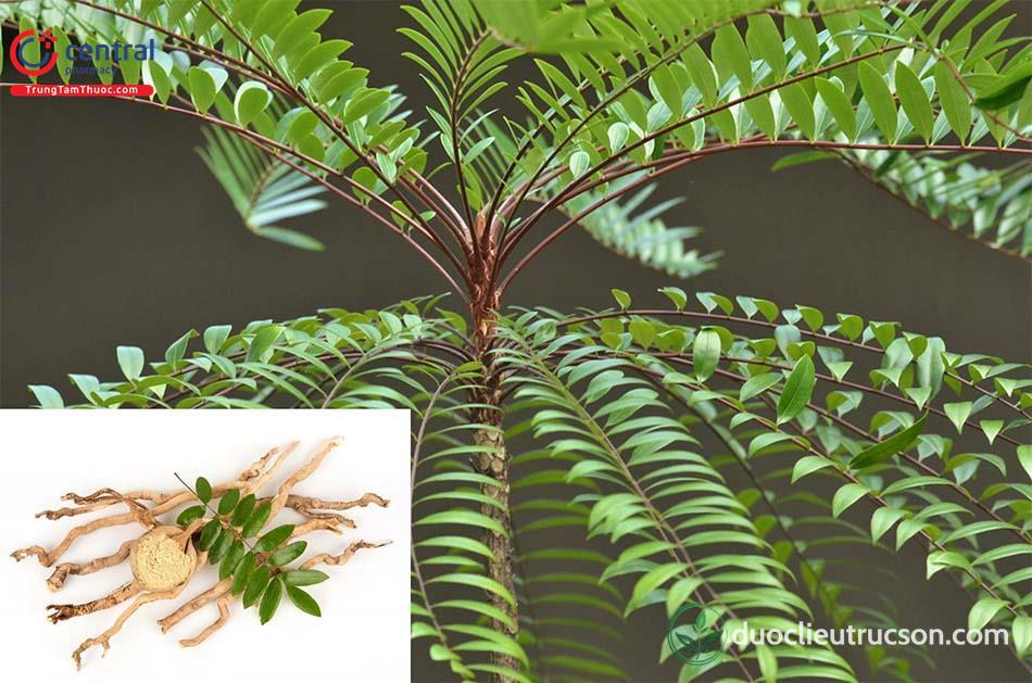 công dụng cây bá bệnh