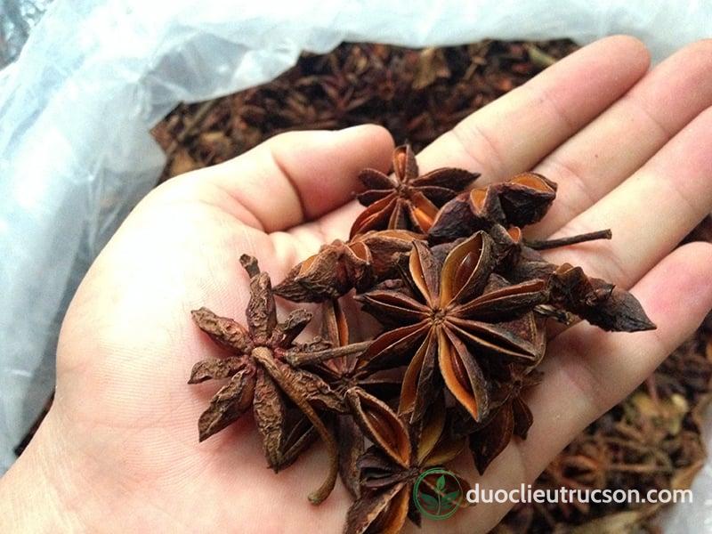 hoa hồi tươi