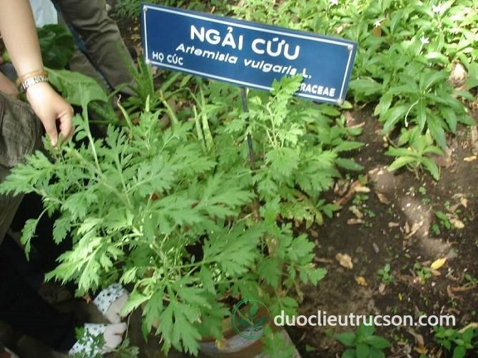 Ngải cứu