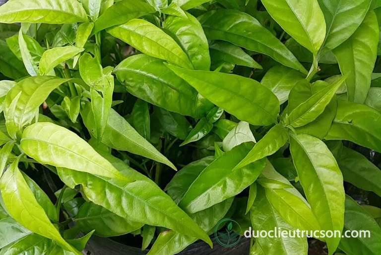 tác dụng cây hoàn ngọc