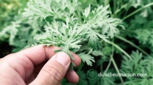 tác dụng ngải cứu