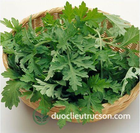 Ngải cứu có nhiều tác dụng tốt cho sức khỏe